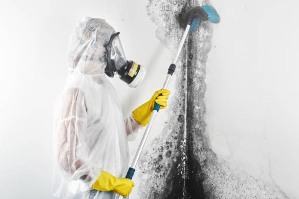 Best Attic Mold Removal  in Essex, IL