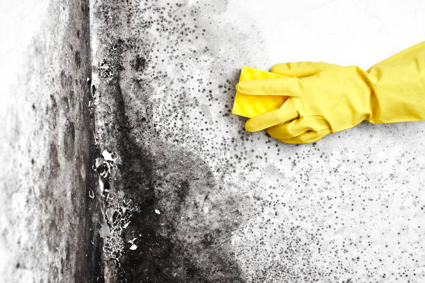Best Real Estate Mold Inspection  in Essex, IL