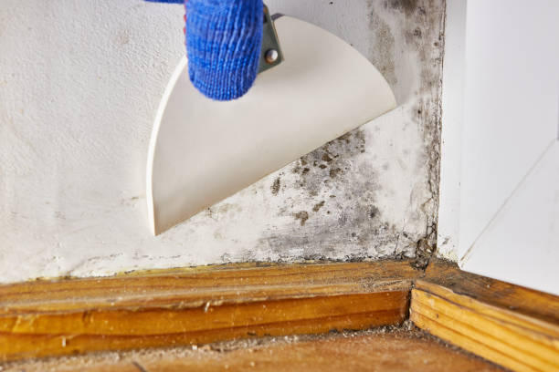 Best Post-Construction Mold Inspection  in Essex, IL